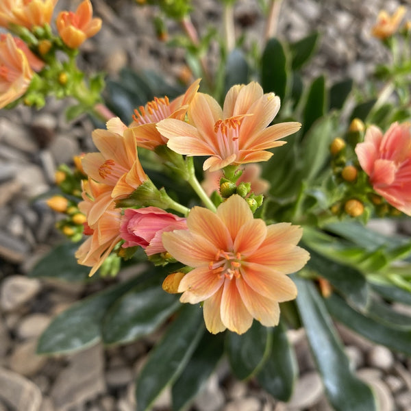 Lewisia cotyledon Elise - flori bicolore
