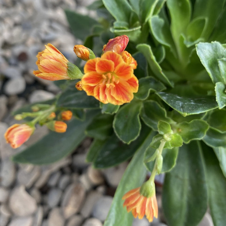 Lewisia cotyledon Elise - flori portocalii