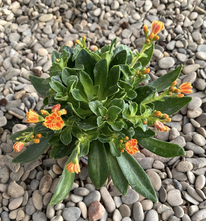 Lewisia cotyledon Elise - flori portocalii