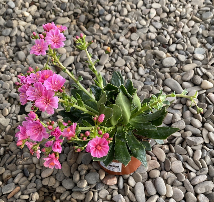 Lewisia cotyledon Elise - flori roz