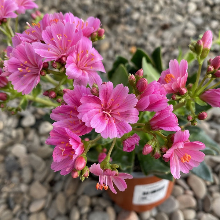 Lewisia cotyledon Elise - flori roz