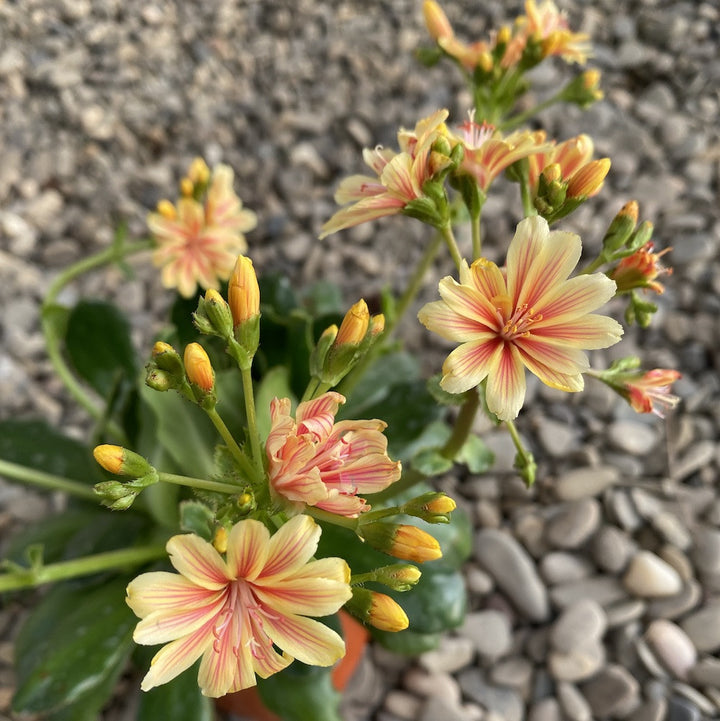 Lewisia cotyledon Elise - flori galbene