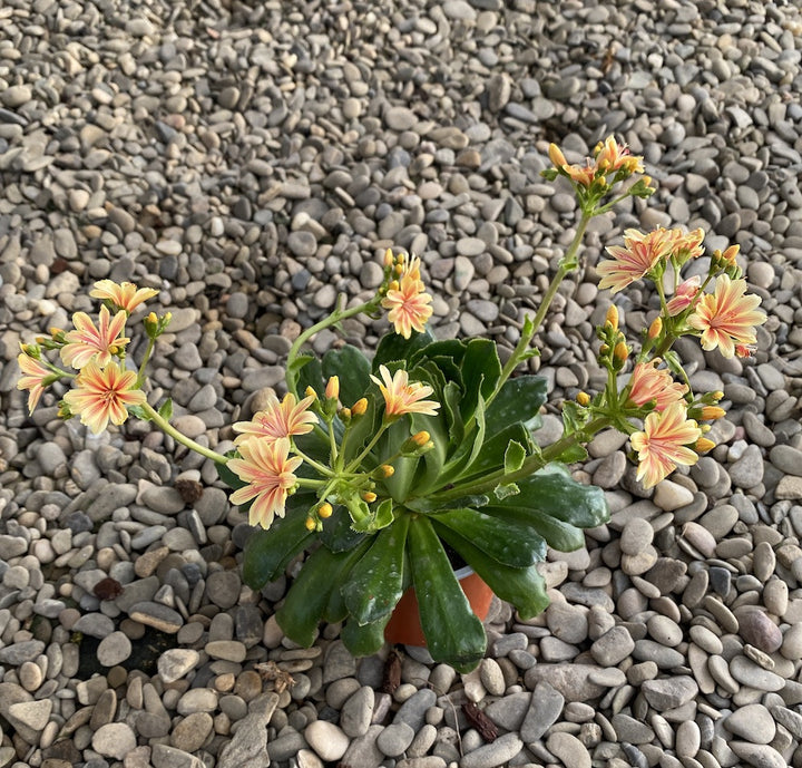 Lewisia cotyledon Elise - flori galbene