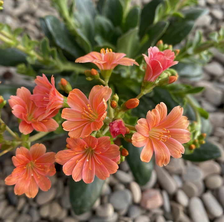 Lewisia cotyledon Elise - flori corai