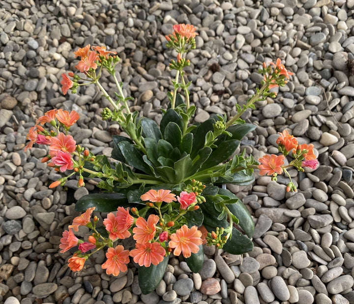 Lewisia cotyledon Elise - flori corai