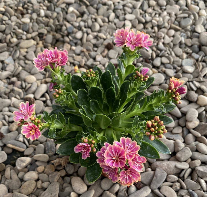 Lewisia cotyledon Elise - flori roz