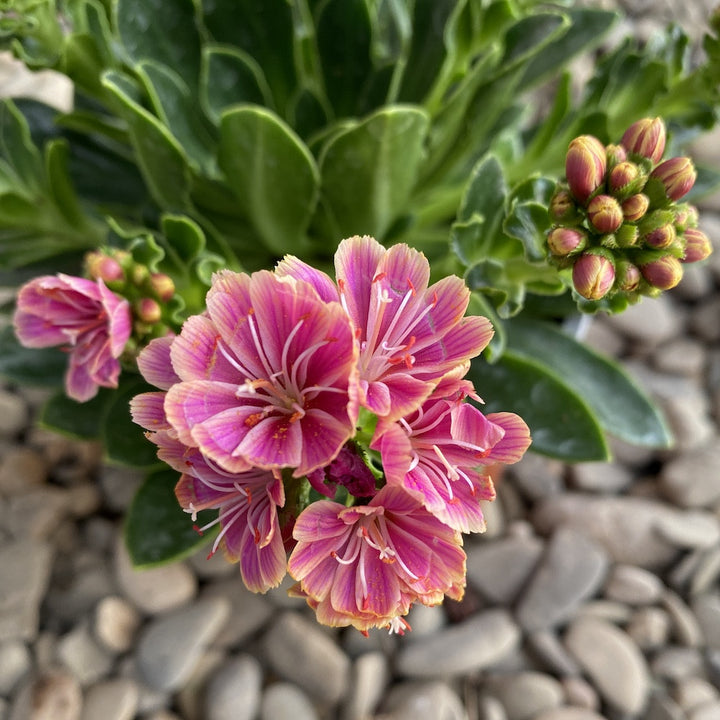 Lewisia cotyledon Elise - flori roz