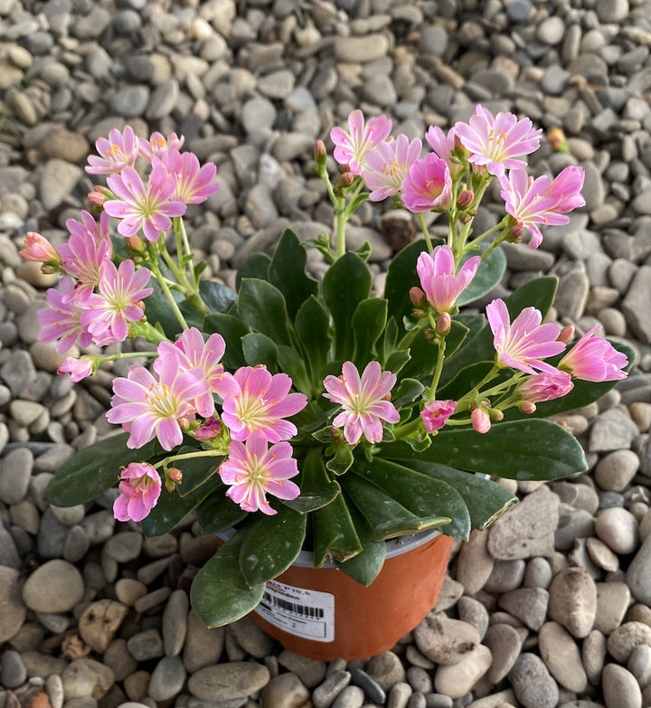 Lewisia cotyledon Elise - flori roz deschis