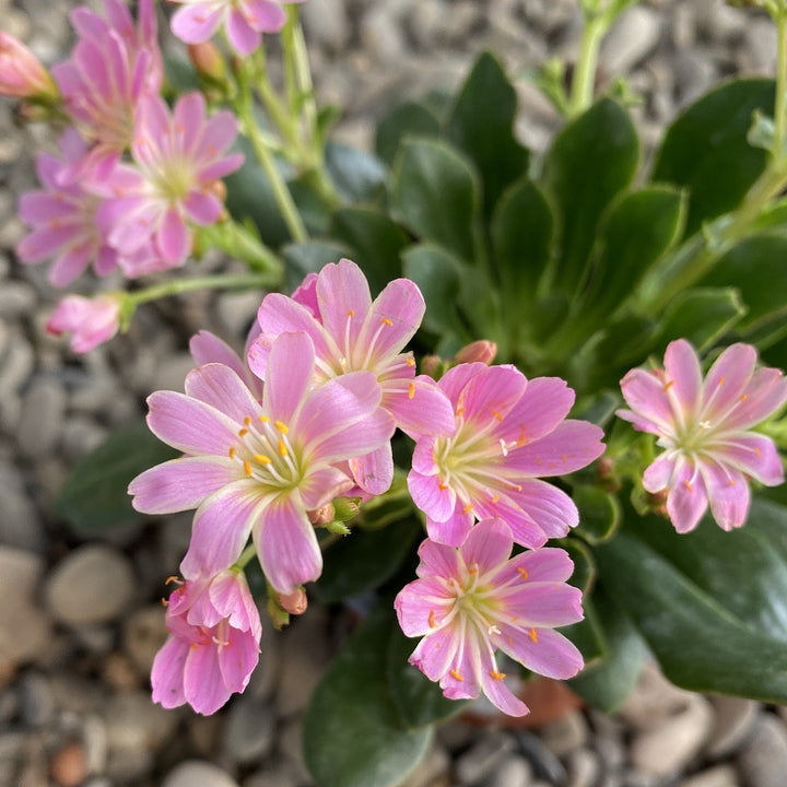 Lewisia cotyledon Elise - flori roz deschis