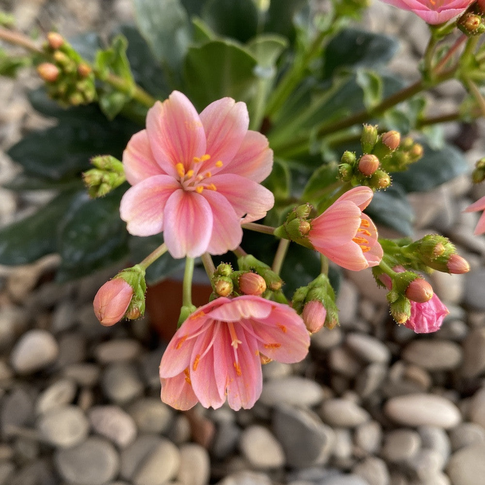 Lewisia cotyledon Elise - flori roz deschis