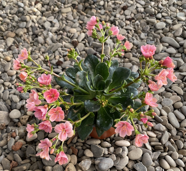 Lewisia cotyledon Elise - flori roz deschis