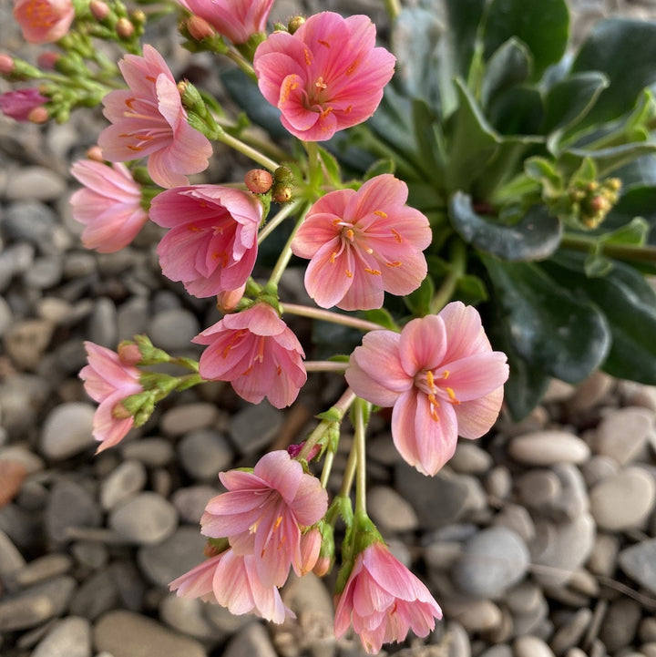 Lewisia cotyledon Elise - flori roz deschis