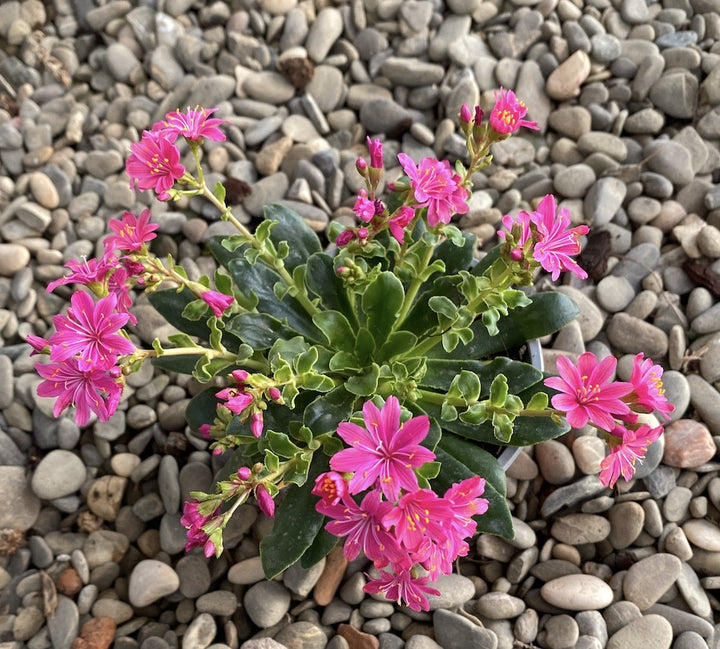 Lewisia cotyledon Elise - flori ciclam