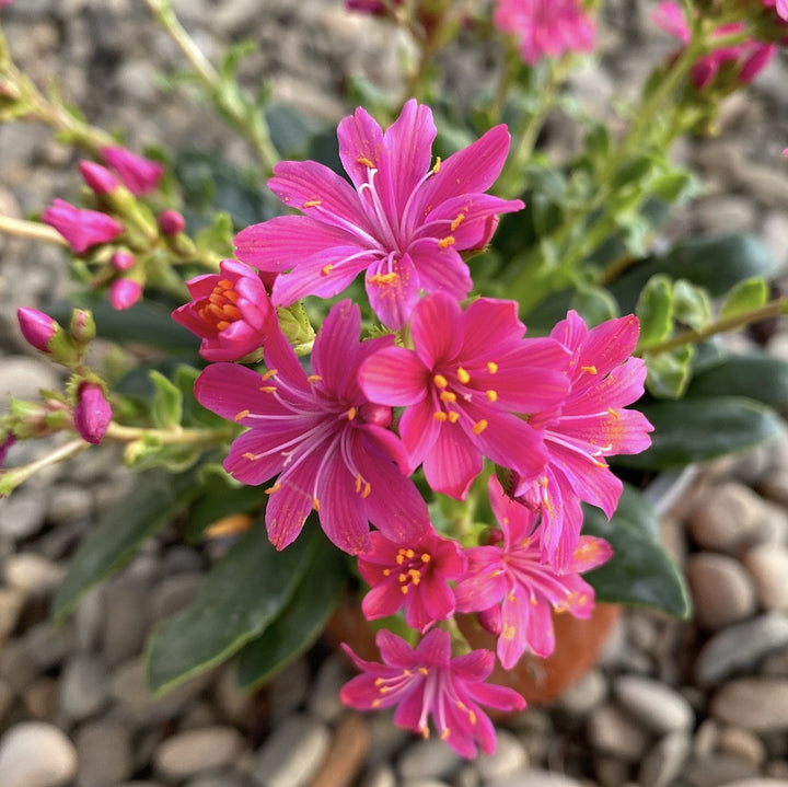 Lewisia cotyledon Elise - flori ciclam