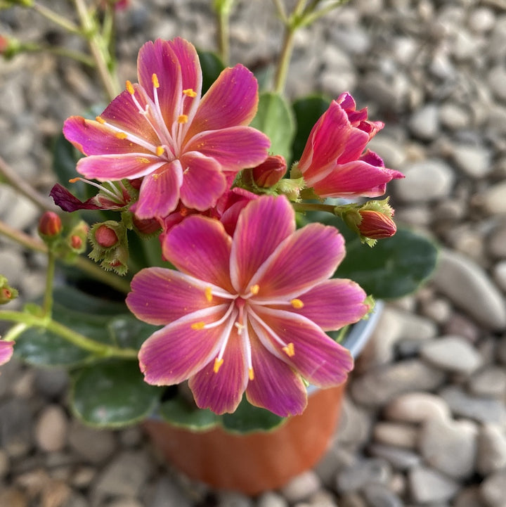 Lewisia cotyledon Elise - flori ciclam