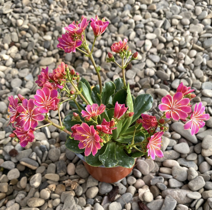 Lewisia cotyledon Elise - flori ciclam