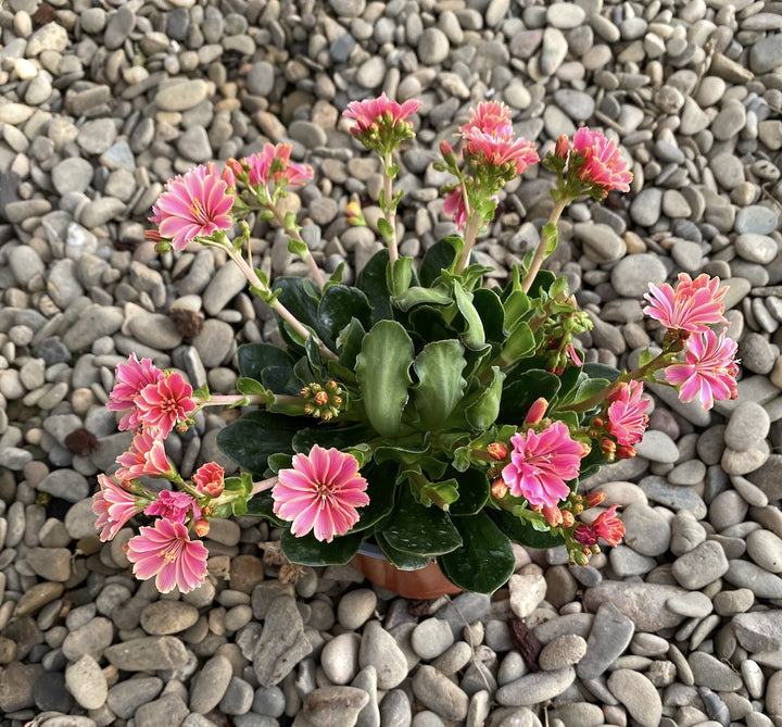 Lewisia cotyledon Elise - flori ciclam