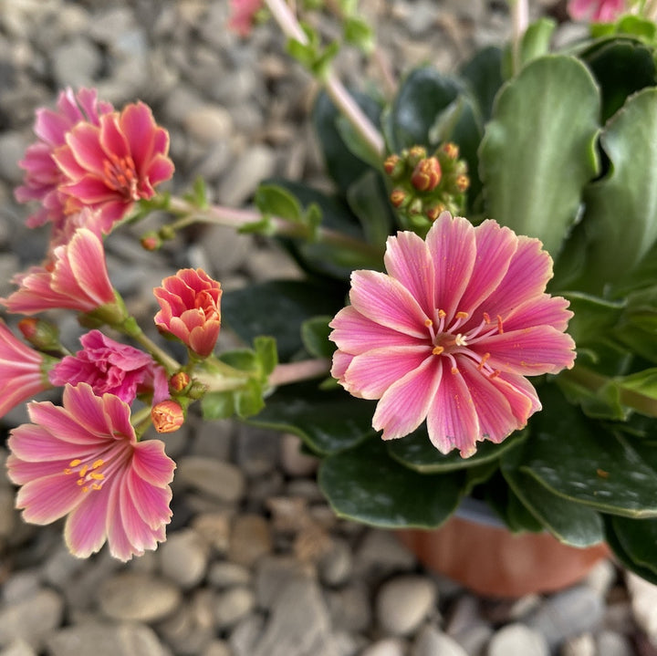 Lewisia cotyledon Elise - flori ciclam