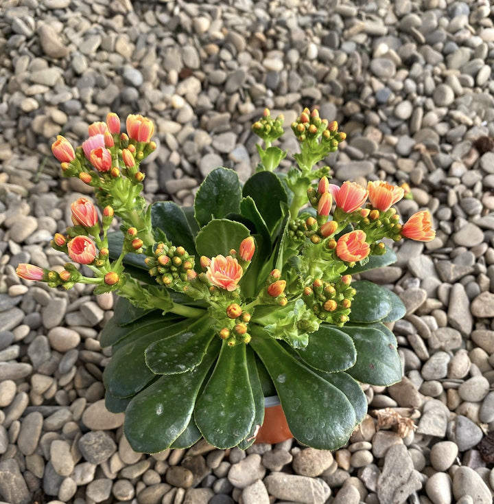 Lewisia cotyledon Elise - flori portocalii