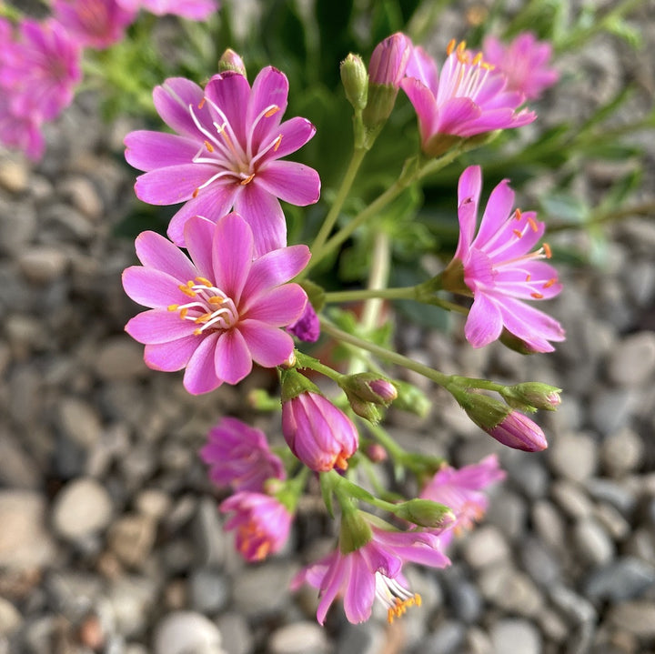 Lewisia cotyledon Elise - flori portocalii