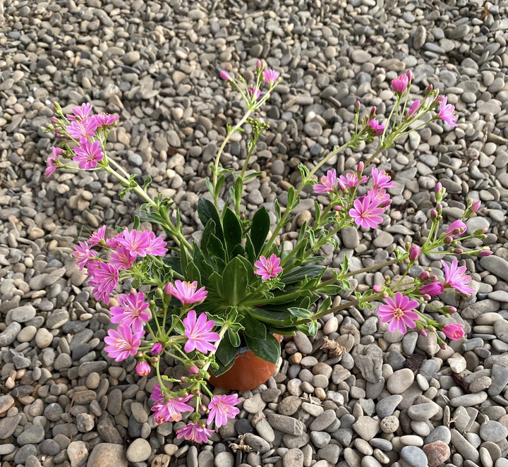 Lewisia cotyledon Elise - flori portocalii