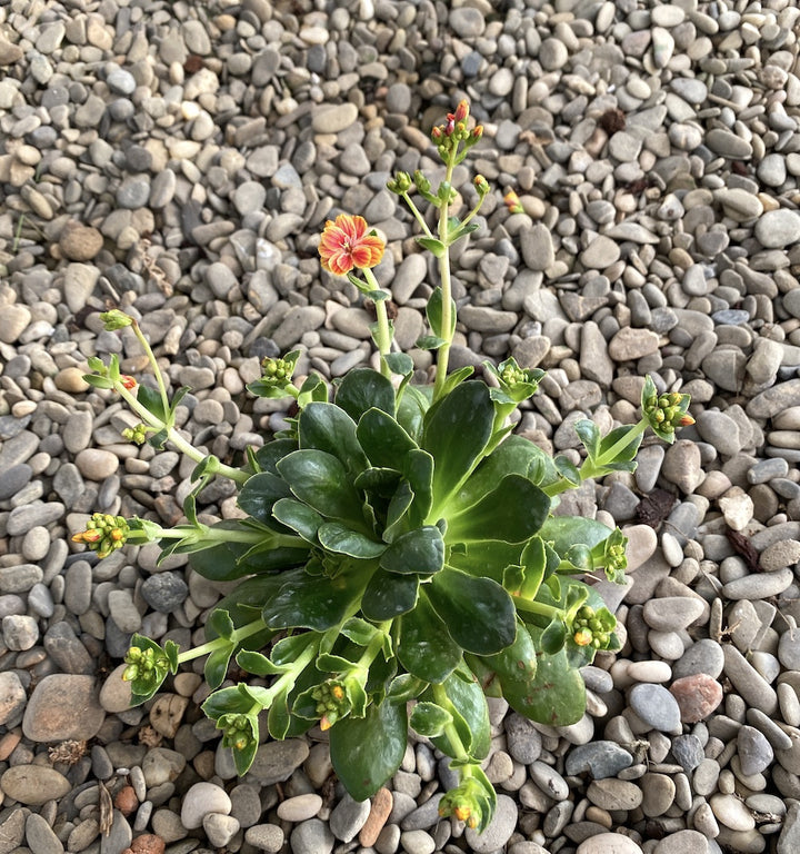 Lewisia cotyledon Elise - flori portocalii