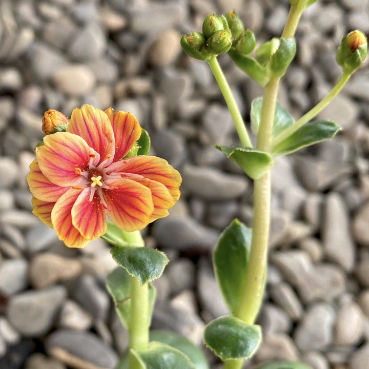 Lewisia cotyledon Elise - flori portocalii