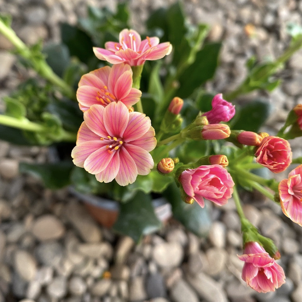 Lewisia cotyledon Elise - flori portocalii