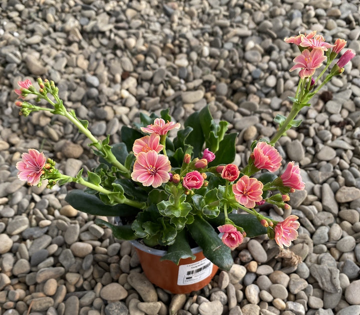 Lewisia cotyledon Elise - flori portocalii