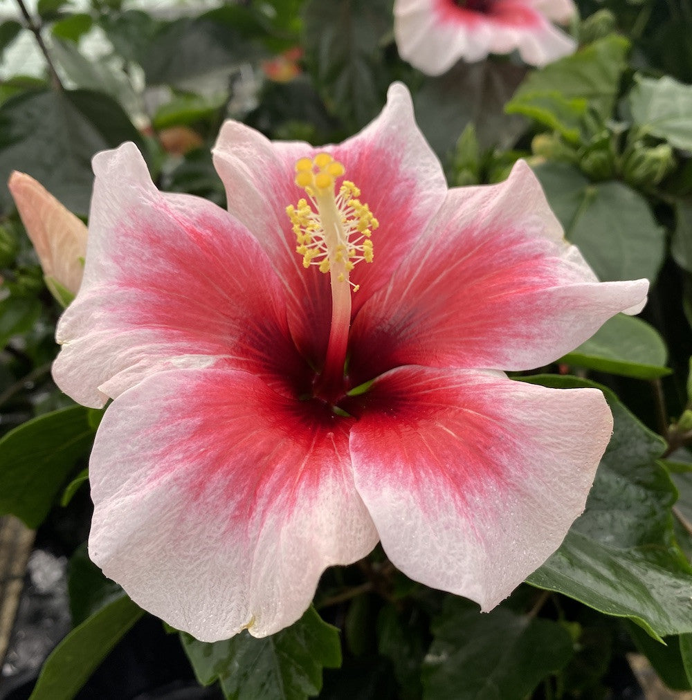 Hawaiian Pink♡ Hibiskus Hawaii 'Long Life' Różowy Sen - kwiaty XL 2pp – Secret