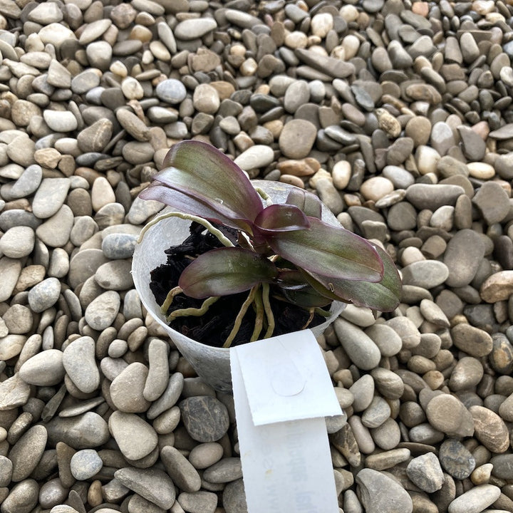 Phalaenopsis San Shia Appendo (appendiculata × pulcherrima).