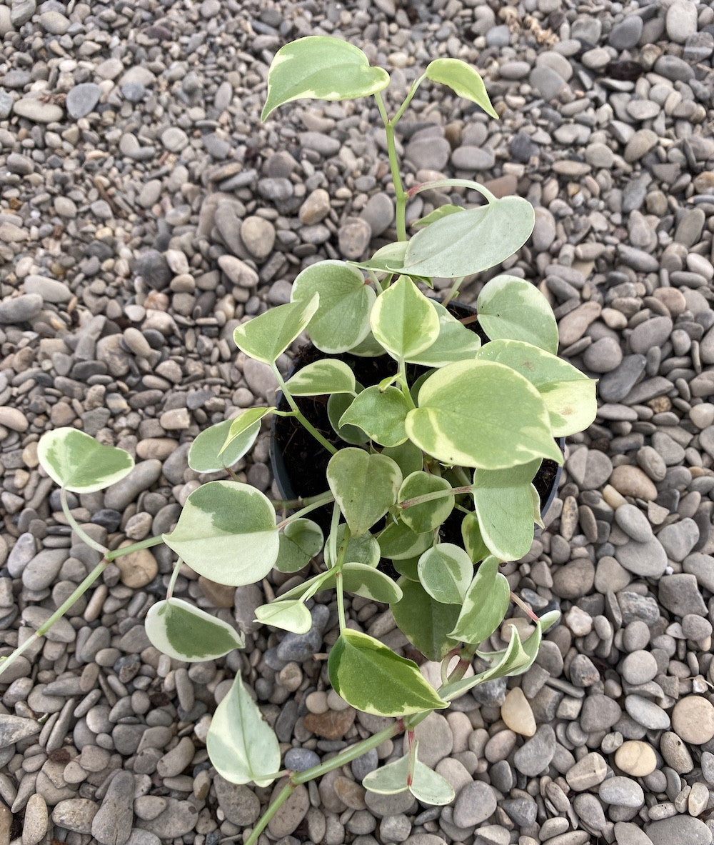 Peperomia Scandens Variegata