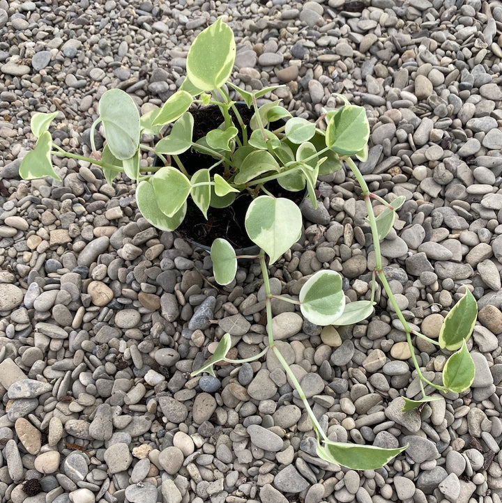 Peperomia Scandens Variegata