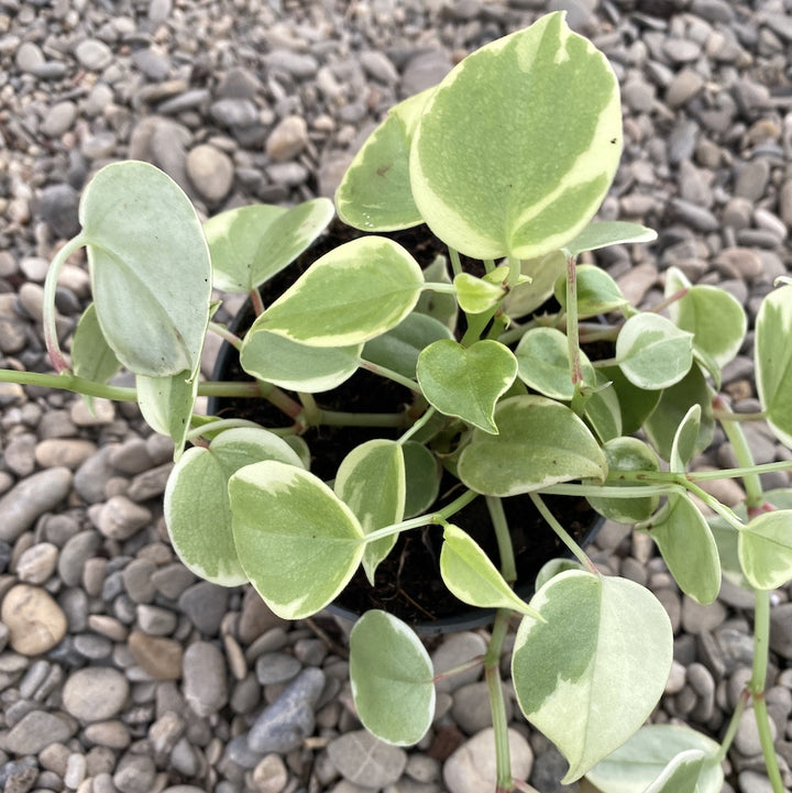 Peperomia Scandens Variegata