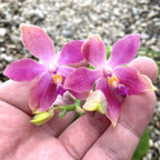 Orhidee Phalaenopsis Miki Red Star (Ph. Yaphon Rich Woman × tetraspis 'C1' )