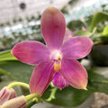 Orhidee Phalaenopsis Miki Red Star (Ph. Yaphon Rich Woman × tetraspis 'C1' )