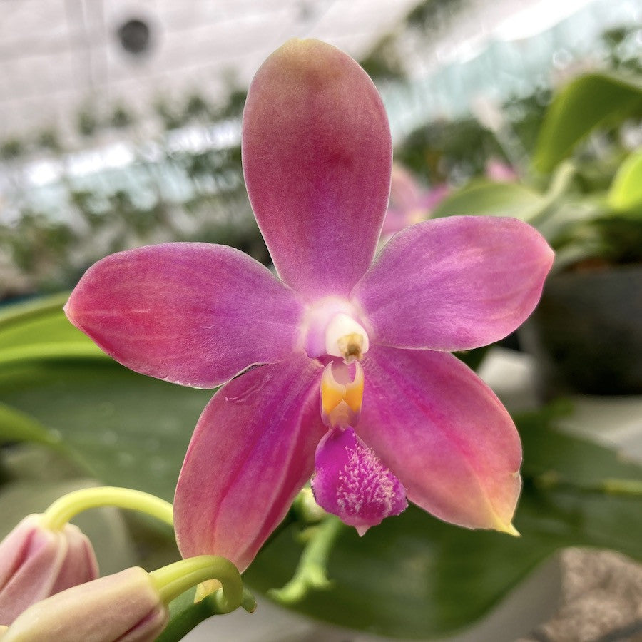 Orhidee Phalaenopsis Miki Red Star (Ph. Yaphon Rich Woman × tetraspis 'C1' )