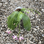 Orhidee Phalaenopsis Miki Red Star (Ph. Yaphon Rich Woman × tetraspis 'C1' )