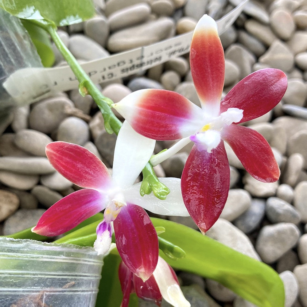 Phalaenopsis tetraspis 'C1' parfumata