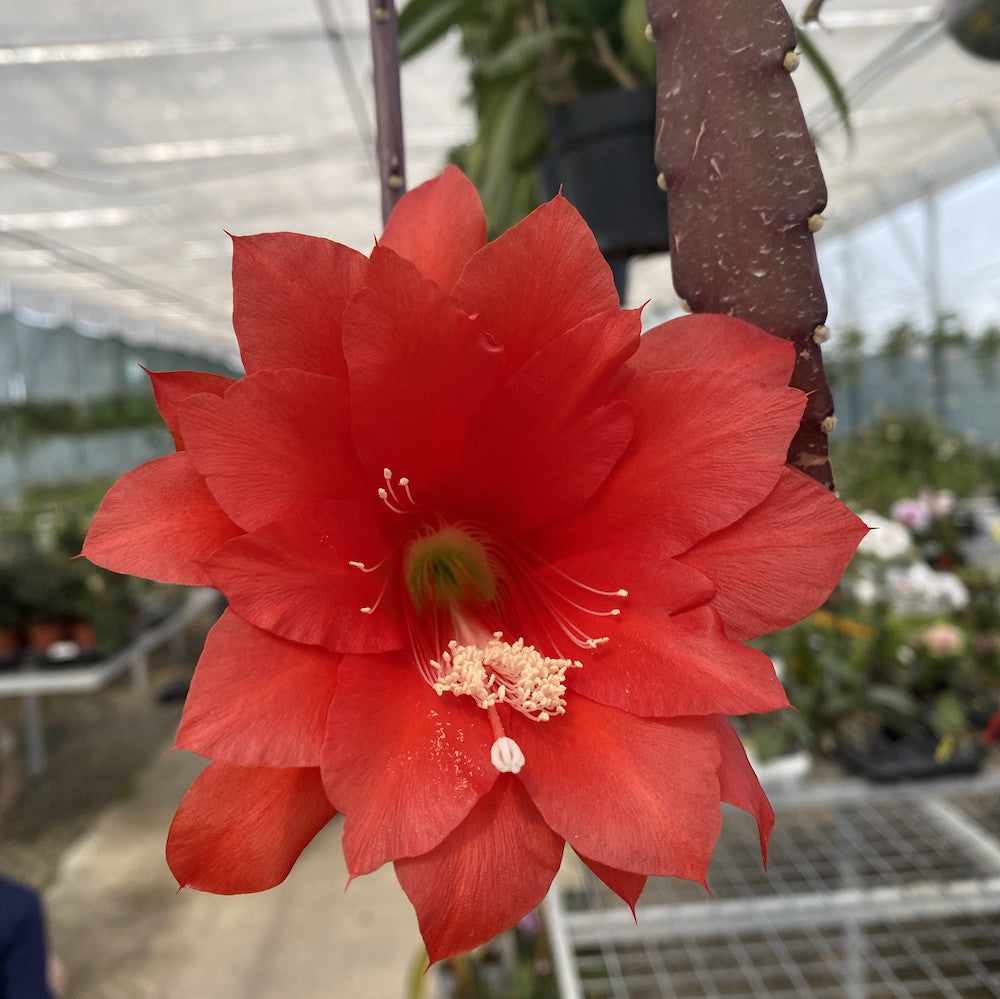 Epiphyllum rosu