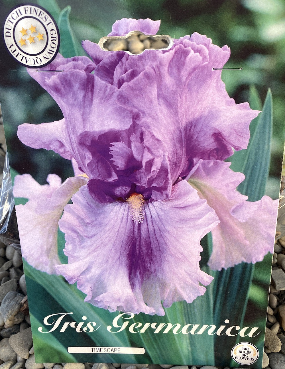 Bulbi de iris germanica Timescape (stanjenel)