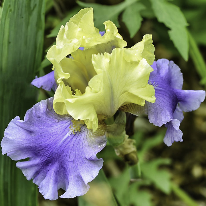 Bulbi de iris germanica edith wolford (stanjenel)