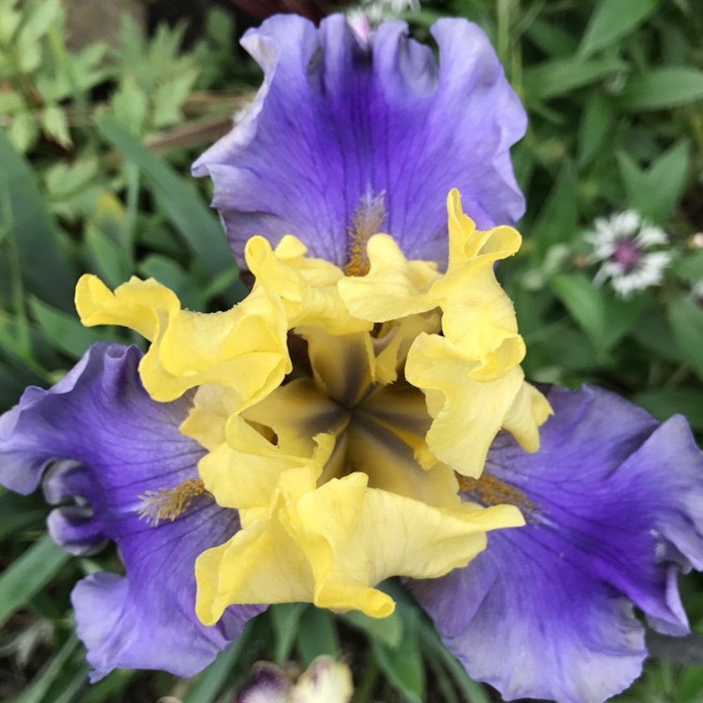 Bulbi de iris germanica edith wolford (stanjenel)