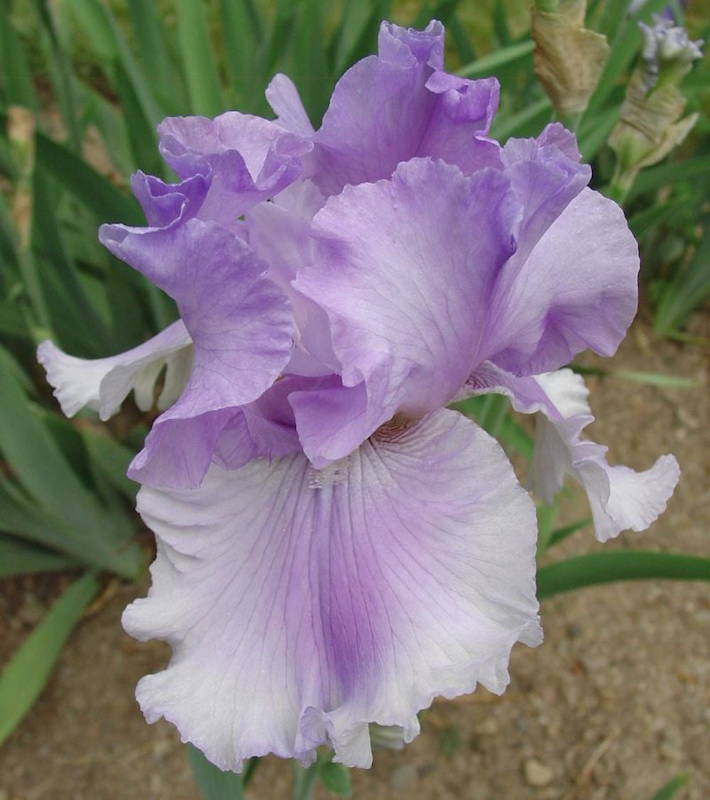 Bulbi de iris germanica Timescape (stanjenel)