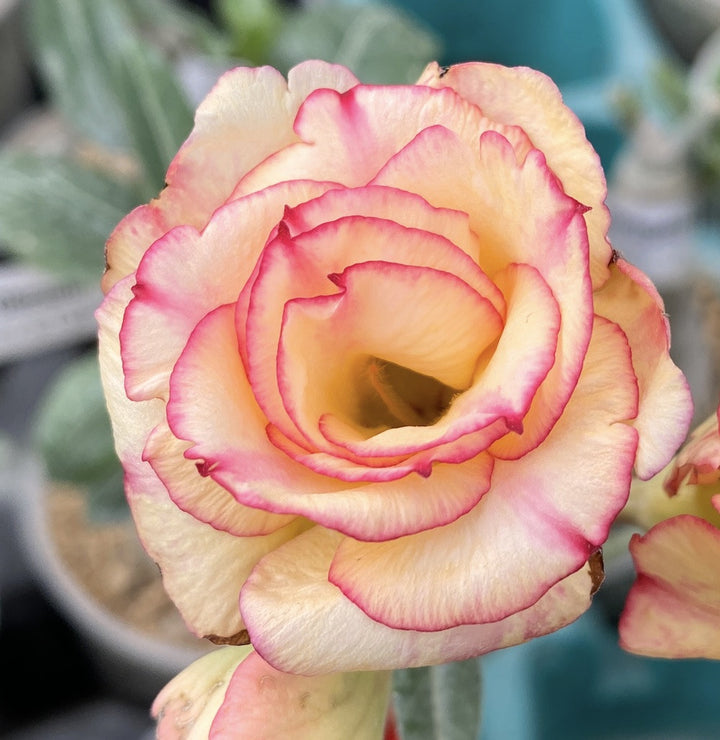 Adenium Obesum 'Sun'