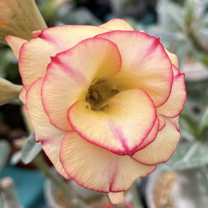 Adenium Obesum 'Sun'