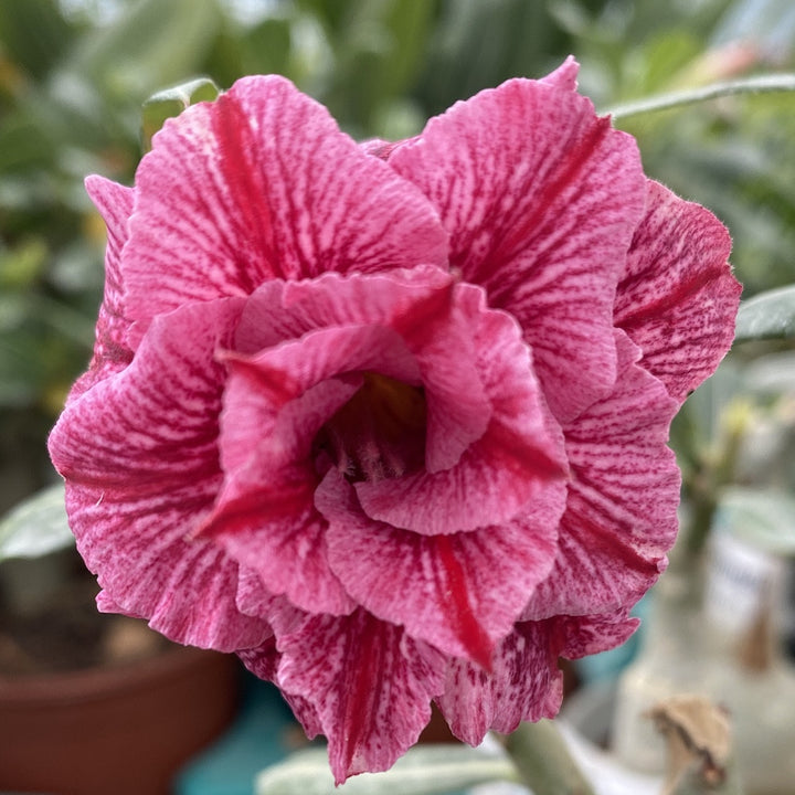 Adenium Obesum 'Treasures'