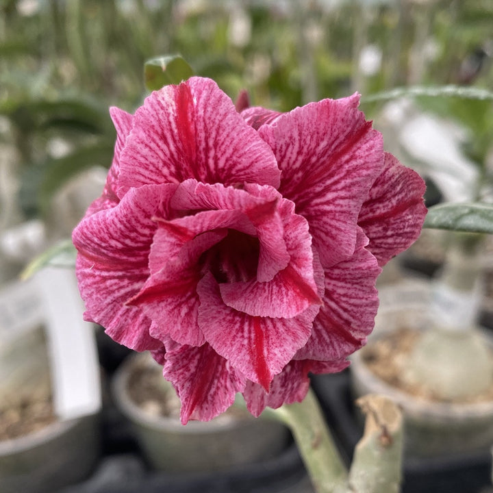 Adenium Obesum 'Treasures'