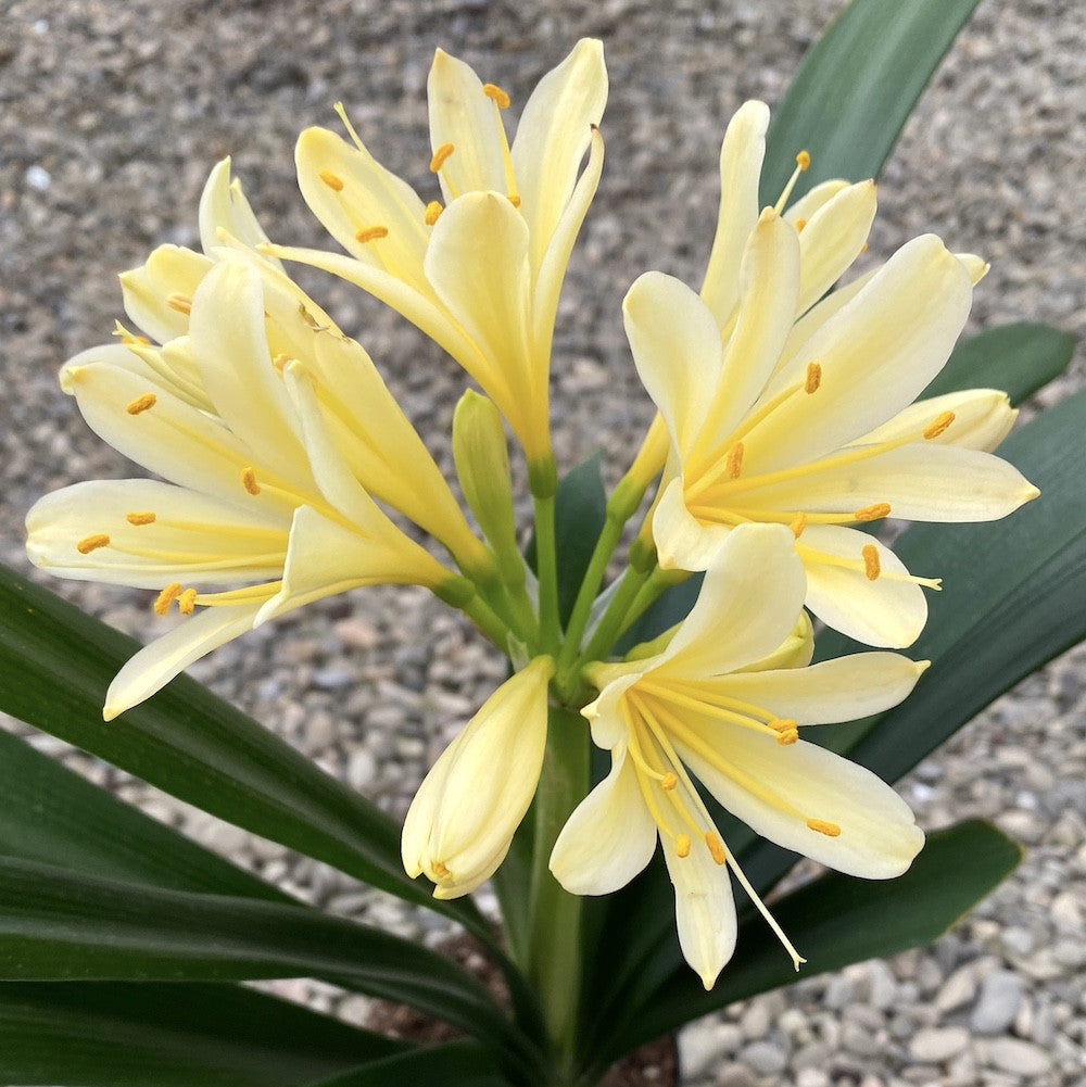 Clivia Miniata Roots Clivia Large 1, Gallon Yellow Clivia Miniata Solomon Hybrid, 03/21/2024