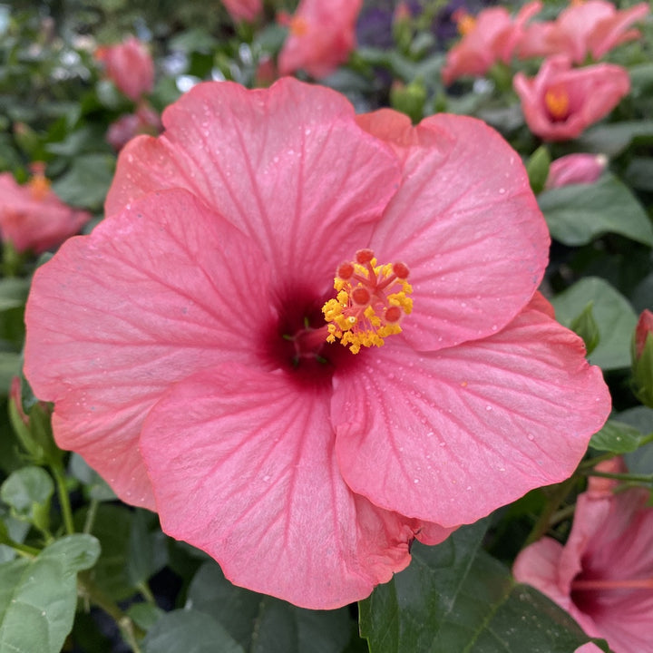 Hibiscus rosa-sinensis Venetie cu flori mari